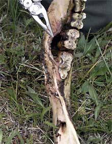 The teeth and jawbone of a bison show wear caused be feeding in thermal areas