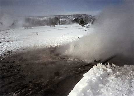 Scalloped Spring in eruption