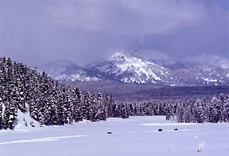 Distant bison make their way through a snowy landscape