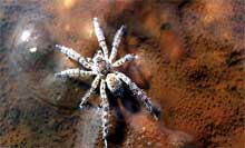 A spider scuttles across the water of a thermal feature