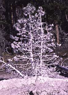 Trees coated with silica