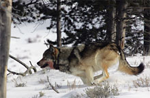 A wolf runs through snow