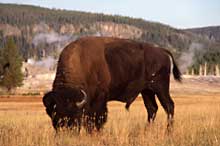A single bison grazes in the park