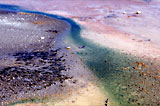 Microbes color the runoff channel from a hot spring in Norris Geyser Basin