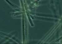 Spirolina -- long green filaments
