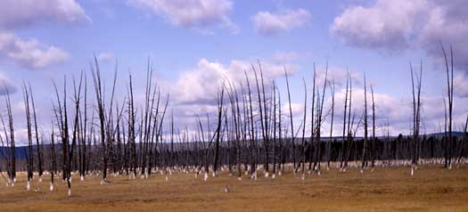 many dozens of dead lodepole pine trees have white mineral deposits at the base of their trunks