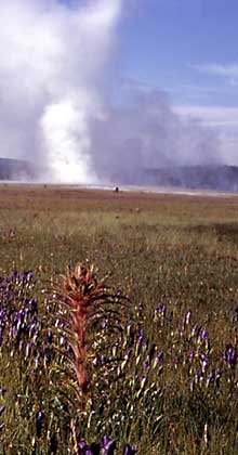 Purple and red wildflowers bloom near a geyser