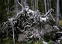 anoverturned lodepole pine shows it has a shallow root structure