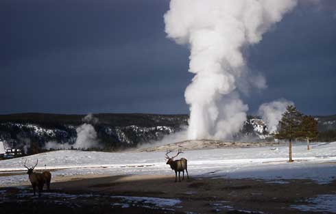 Two elk stand nearby a geyser that is erupting
