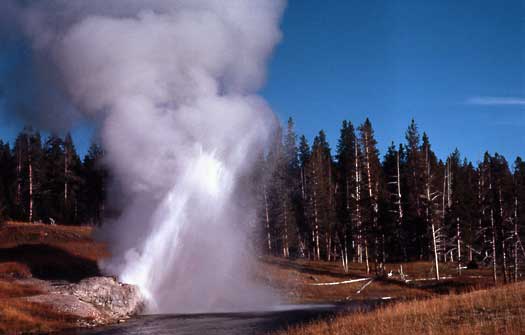 Riverside Geyser ejects water from its vent out over the Firehole River