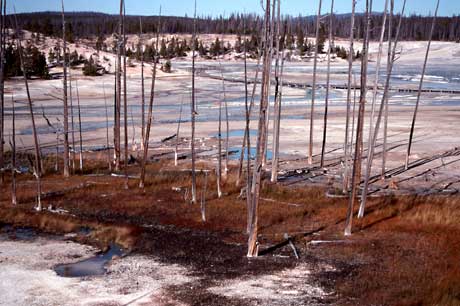 a small stand of trees dies out from encroaching runoff