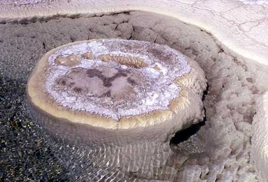 a mineral formation grows in a hot spring