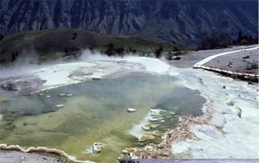 Mammoth Hot Springs terrace