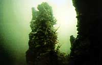 An underwater spire is covered with algae