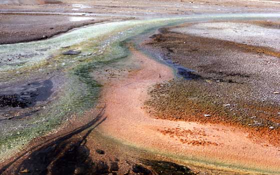 Bands of color in a run-off channel often represent thermophiles that thrive at different temperatures.