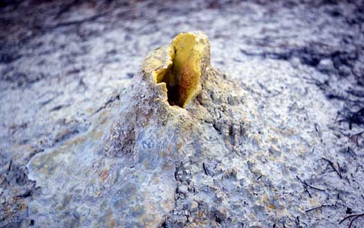 the cone of a steam vent looks like a small volcano