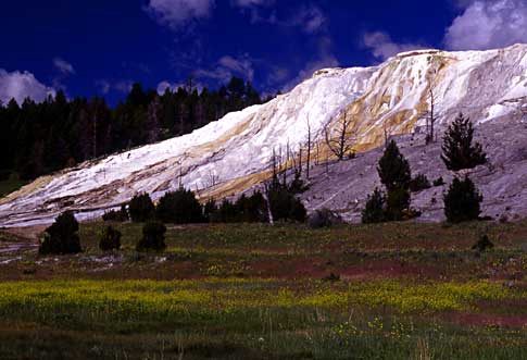 a field of wildflowers leads up to the main terrace at Mammoth Hot Springs
