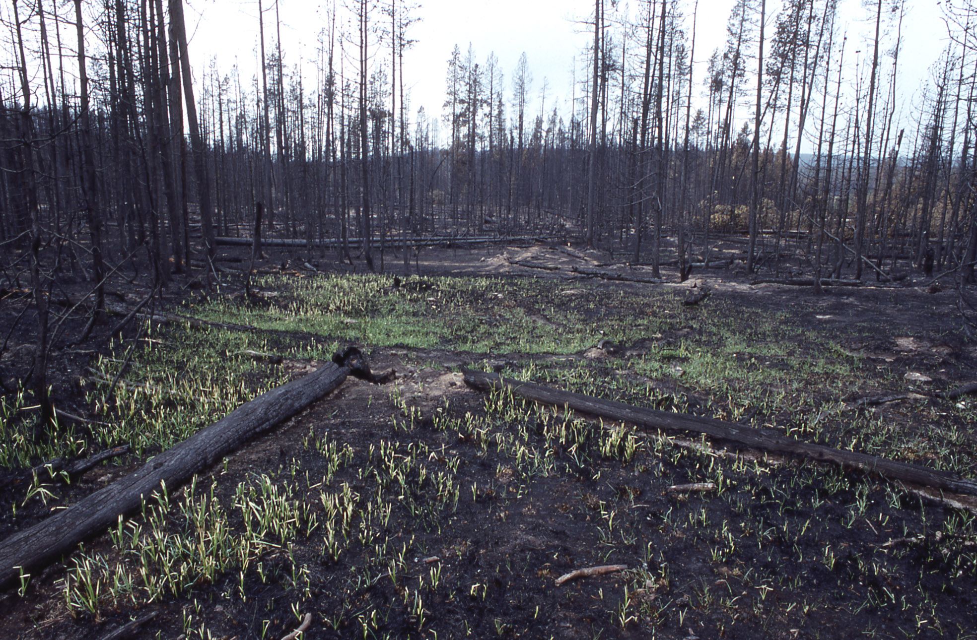 Yellowstone's Photo Collection