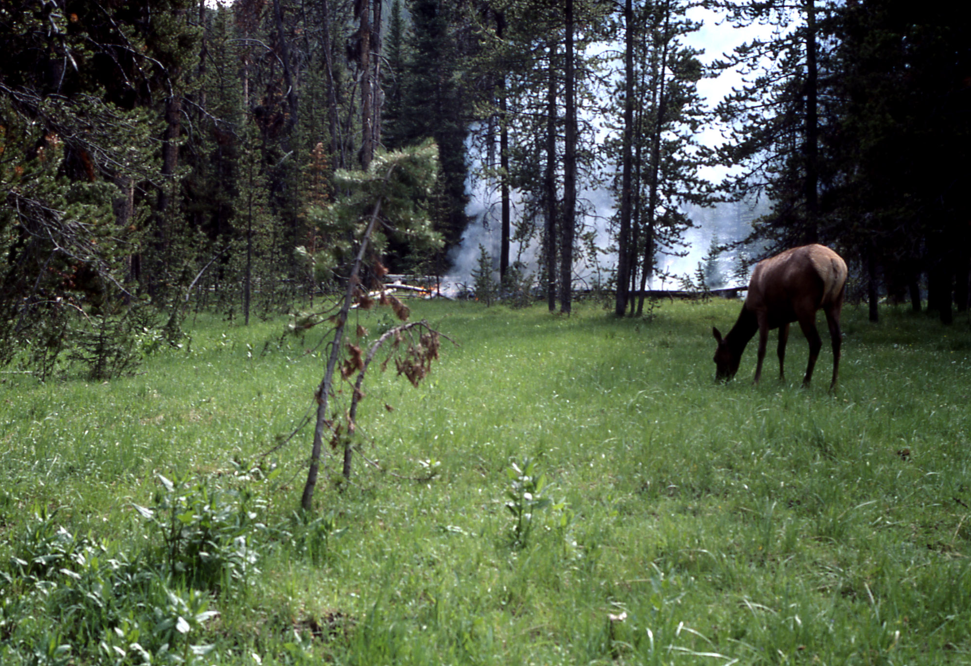 Yellowstone's Photo Collection