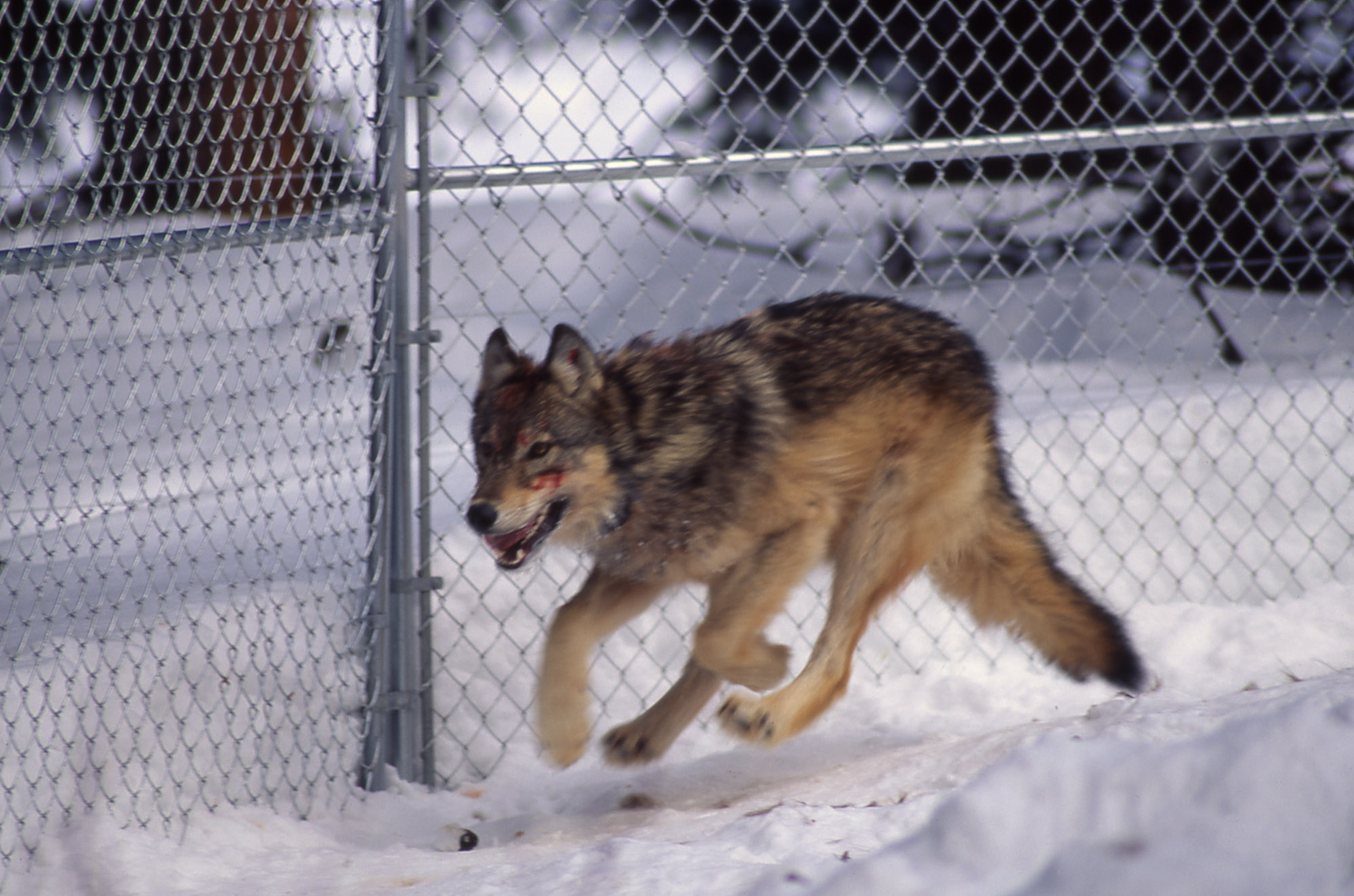 Seven wolves. Волк (7;-3). 7 Волков. 7 Волк. Волка 07.