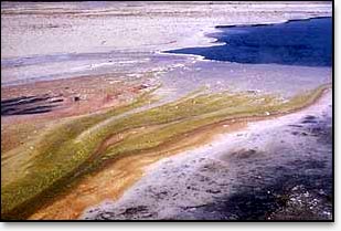 Bacteria and other thermophiles form amazing tapestries of color in and around hot springs.