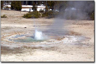 Twig Geyser shoots out  as small plume of water.