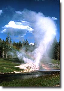 Riverside Geyser erupts from the banks of Firehole River.
