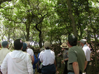 Sunken Forest Tour