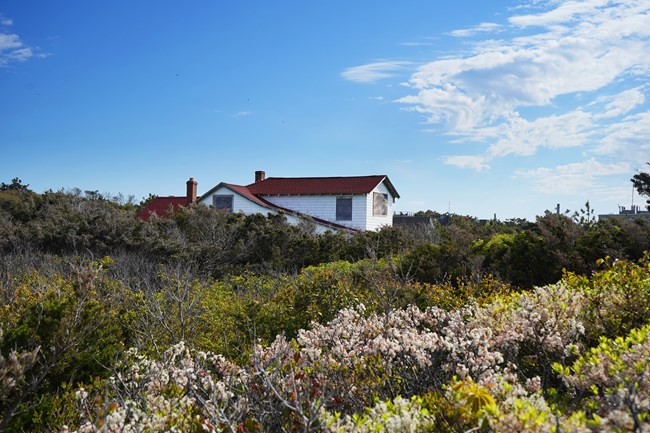 The top of a house is visible above trees bearing white flowers