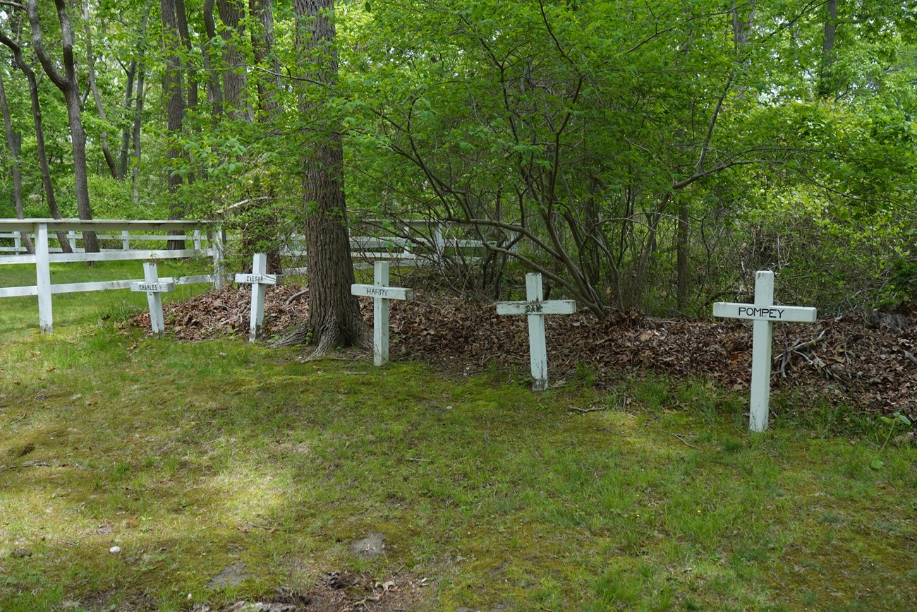 A row of simple white wooden crosses.