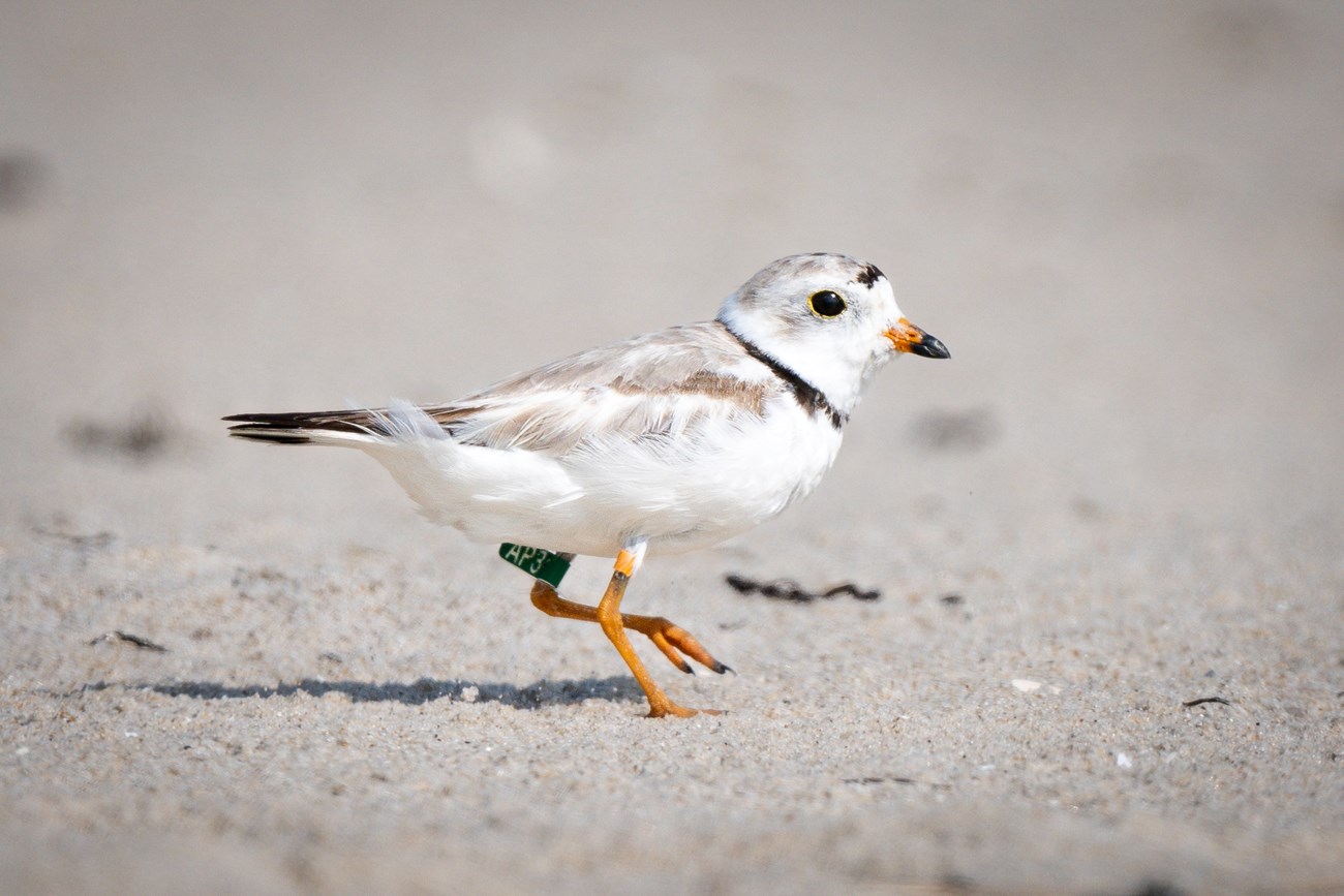 A close up of an adult piping plover with a white and tan body with black markings around the head. The plover's leg is banded and it is running on beach sand.
