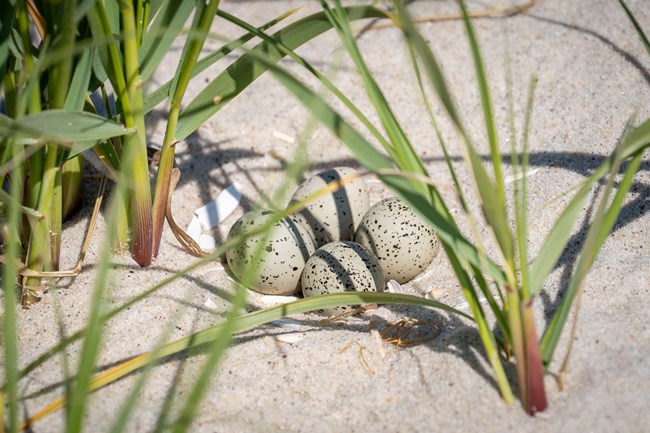 Four small tan eggs with dark blotches lay in the sand with vegetation surrounding the nest.