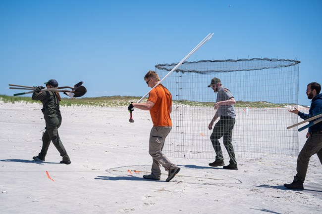 A group of park rangers, interns, and volunteers carry shovels, stakes, and a rounded cage on a sandy beach with a dune in the background.
