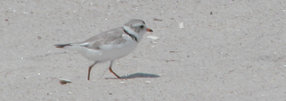 Plover on beach.