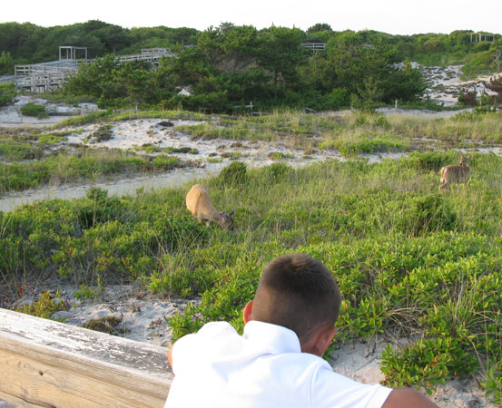 Boy watching deer at Sailors Haven.