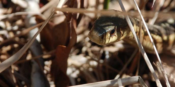 A-garter-snake-slithers-through-the-leaf-litter-on-the-forest-floor-in-search-of-spring-sunlight