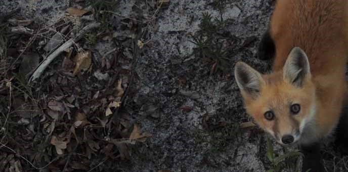 A red fox peers up at the photographer. A red fox peers up at the photographer.