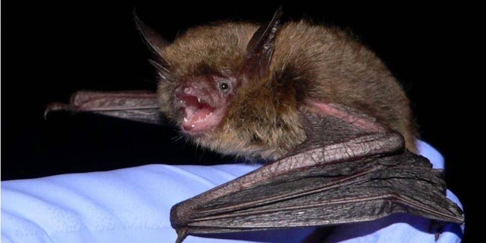 Northern Long-eared Bat-USFWS Photo