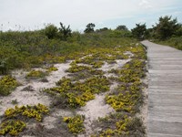 Yellow beach heather flowers beside boardwalk.