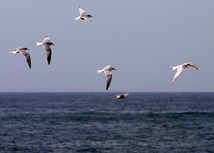 Terns fly gracefully over the ocean Terns fly gracefully over the ocean
