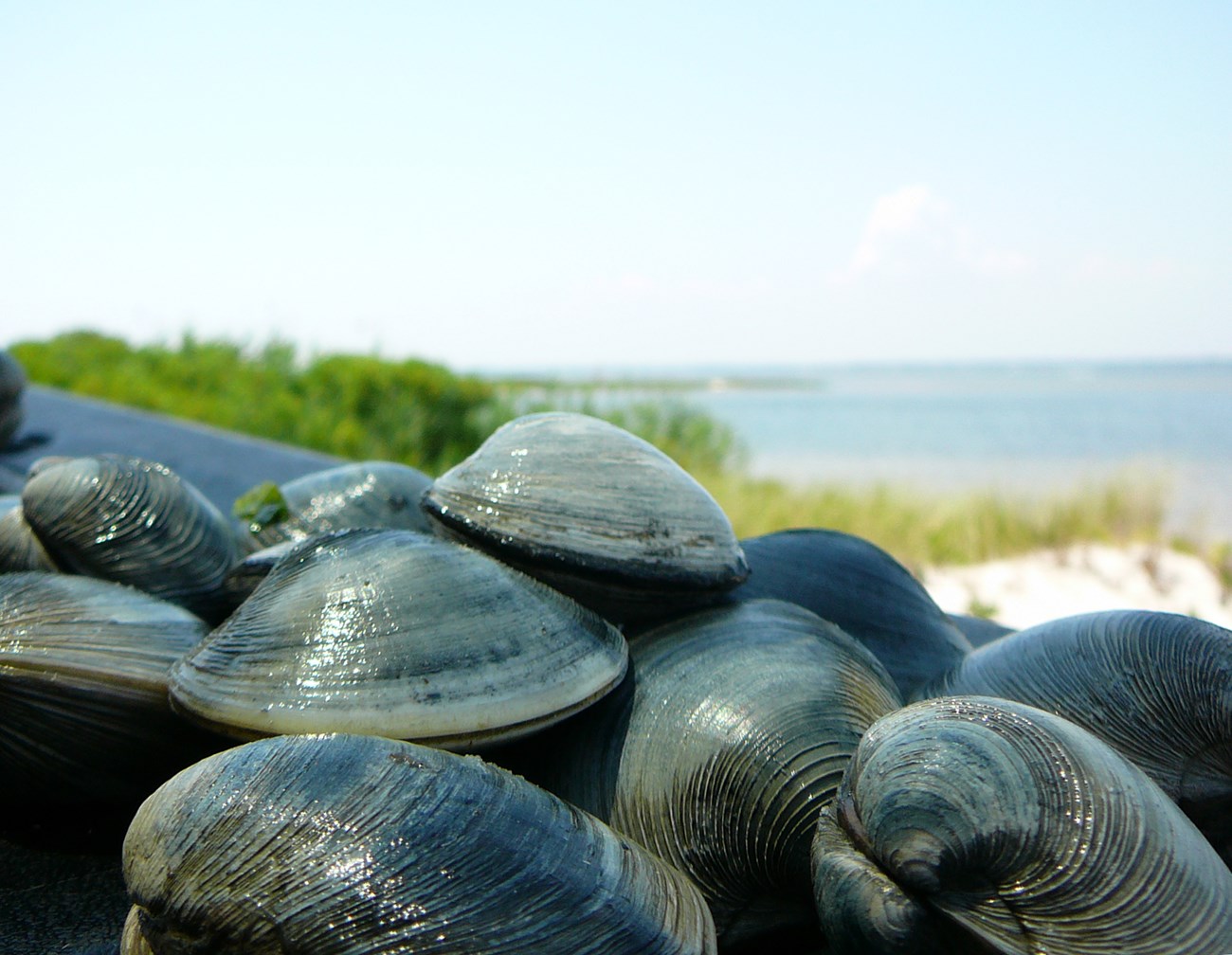 A pile of harvested hard shell clams sit near the water's edge.