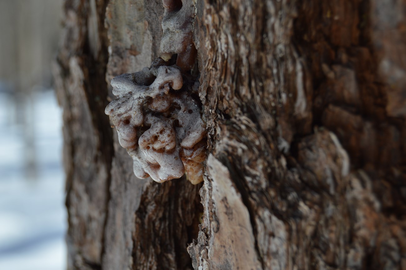 Southern pine beetles create pitch tubes that look like popcorn on the outside of a tree.