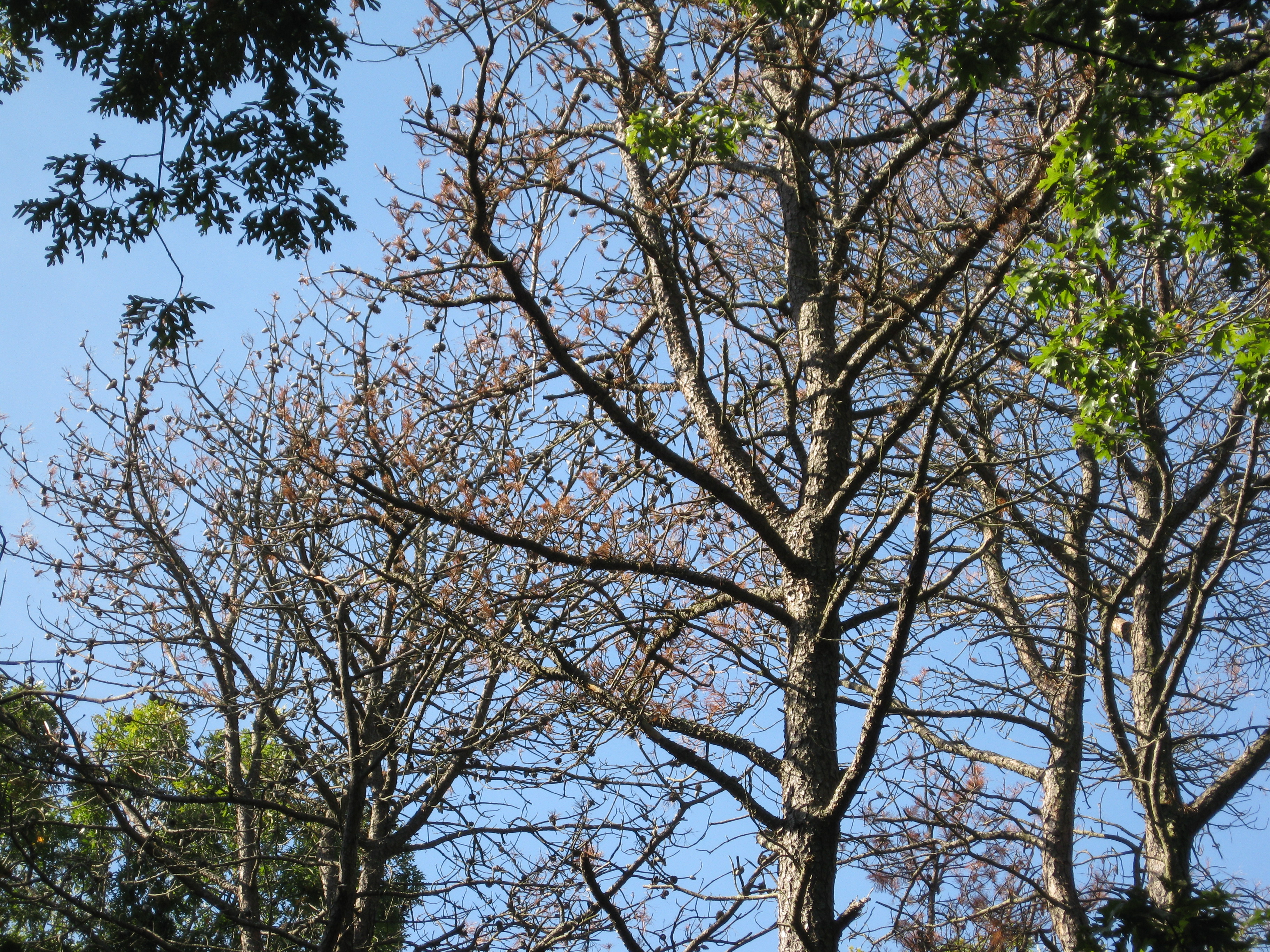 Dying pine tree tops against sky.