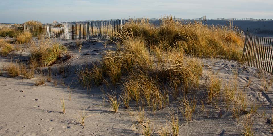 View of American beachgrass covered dunes.