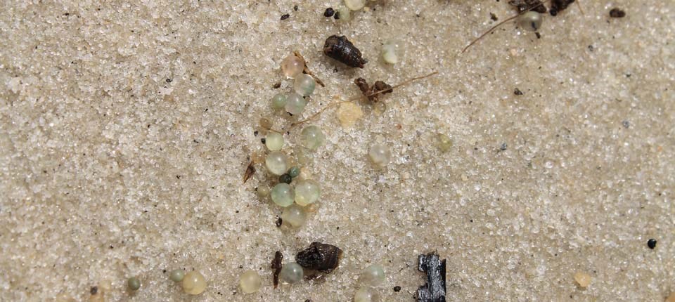 Tiny greenish horseshoe crab eggs lie on bay beach sand