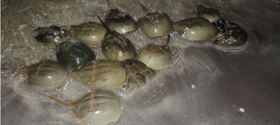 Horseshoe crabs come to shore to spawn by the light of the full moon