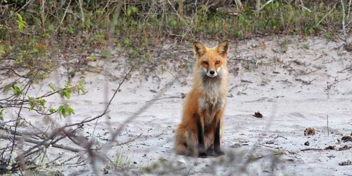 An adult red fox sits alert in the back dune habitat