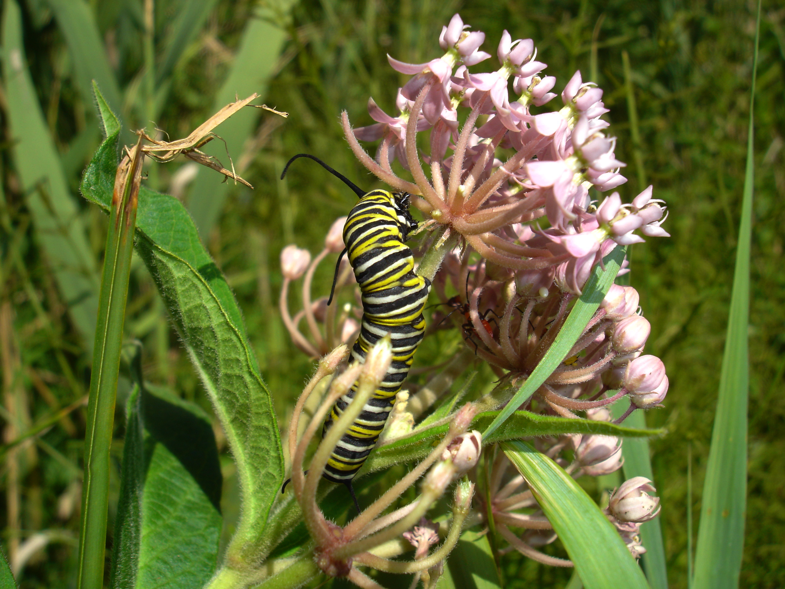 Image of Monarch butterfly caterpillar feeding on a common milkweed plant
