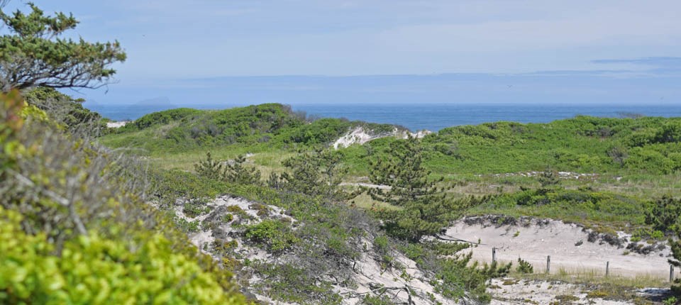 A view of the lush backdune habitat and ocean from the secondary dune.