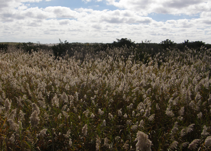 Common Reed can out-compete native species for habitat. Common Reed can out-compete native species for habitat.